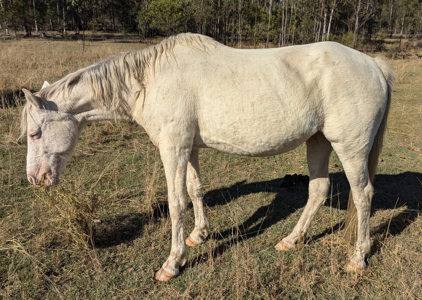 Regd Part Bred Arab Breeding horses Horse for sale in Hivesville