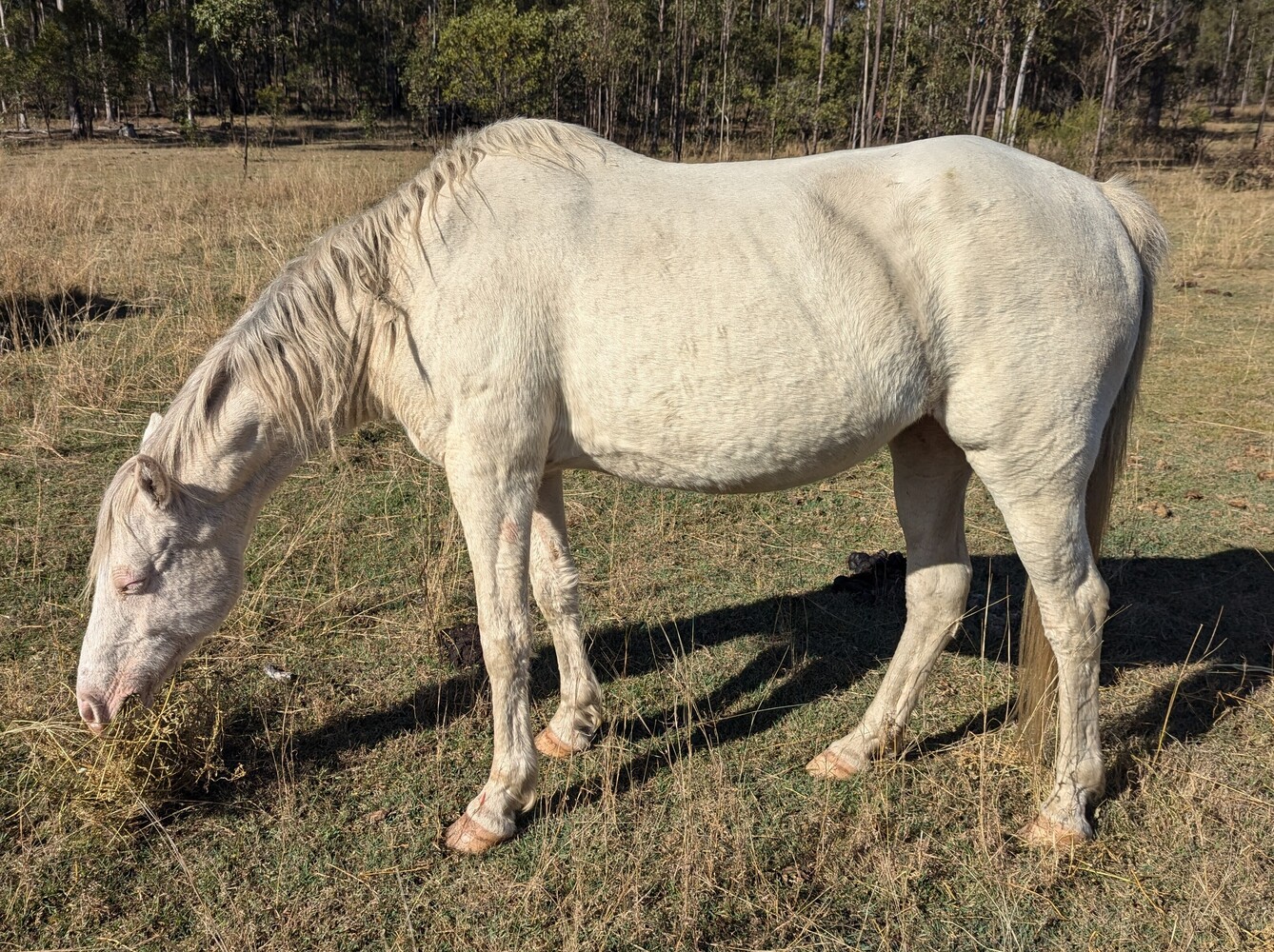 Regd Part Bred Arab Breeding horses Horse for sale in Hivesville