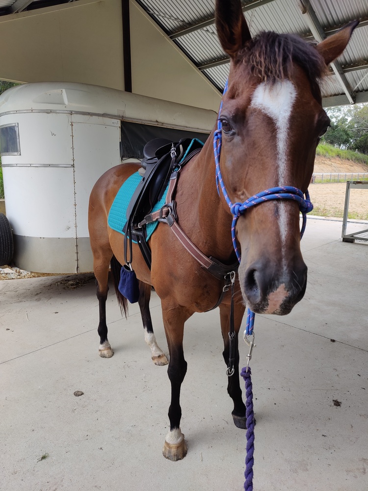 Free to good home Off the Track horses Horse for sale in Gatton QLD
