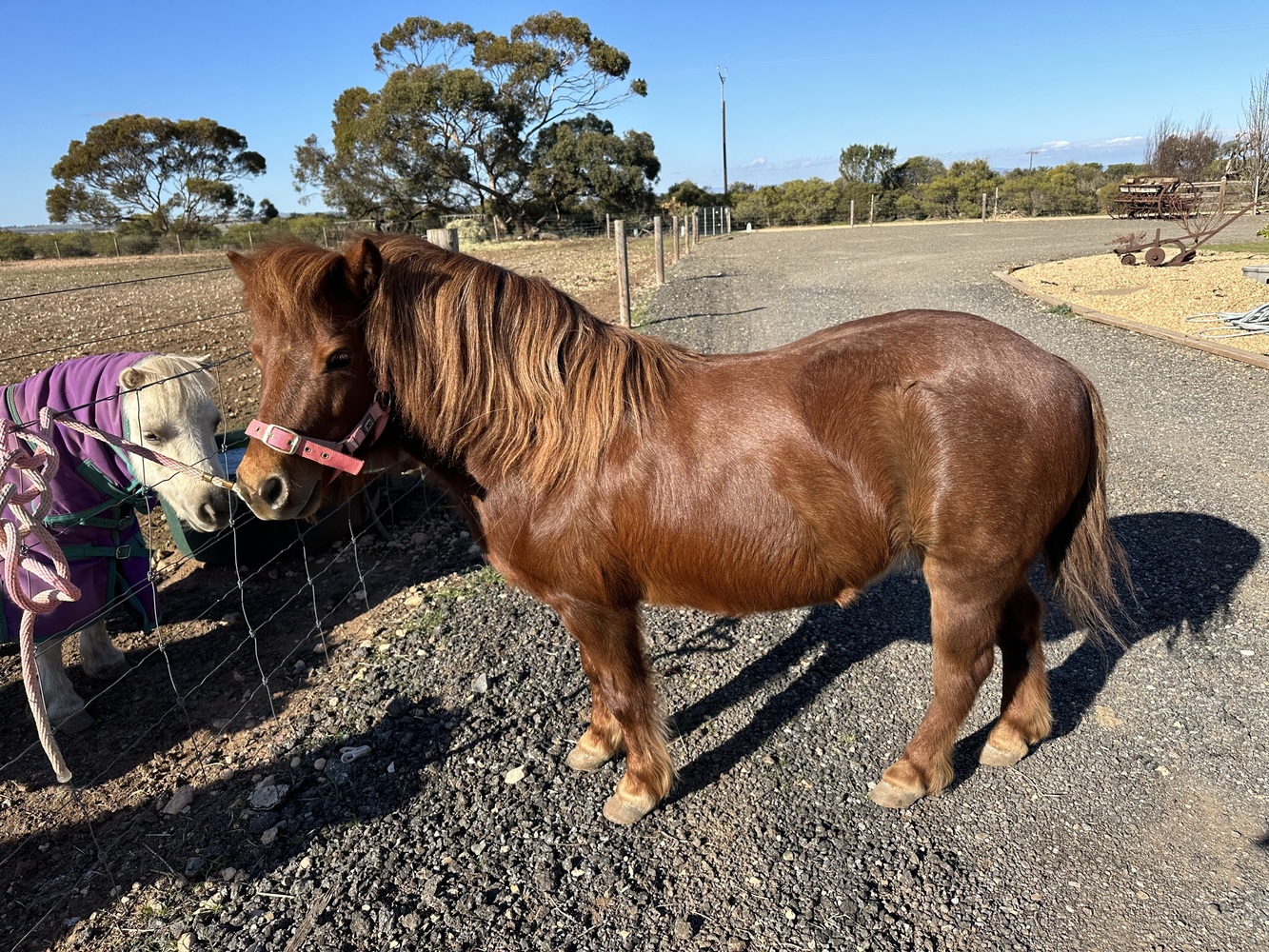 Shetland Mare Companion horses Horse for sale in Gawler Belt SA