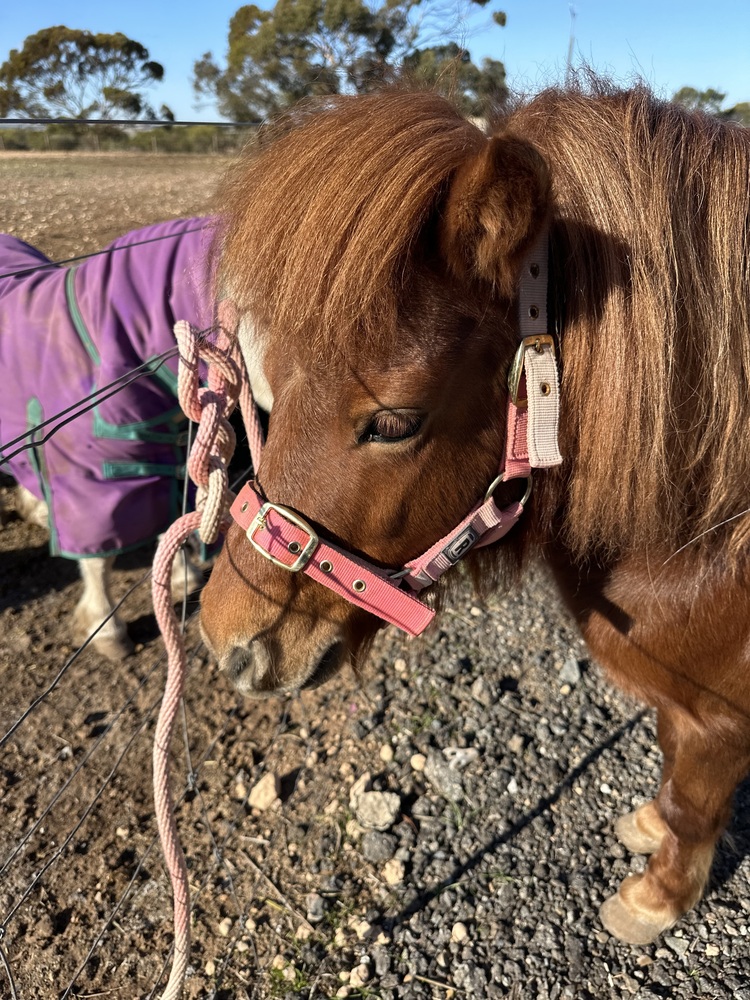Shetland Mare Companion horses Horse for sale in Gawler Belt SA