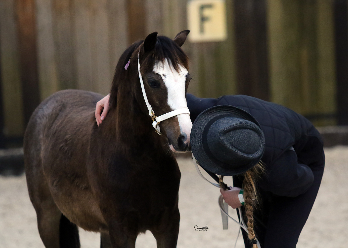 Super Welsh A Gelding Show horses Horse for sale in Kilmore VIC