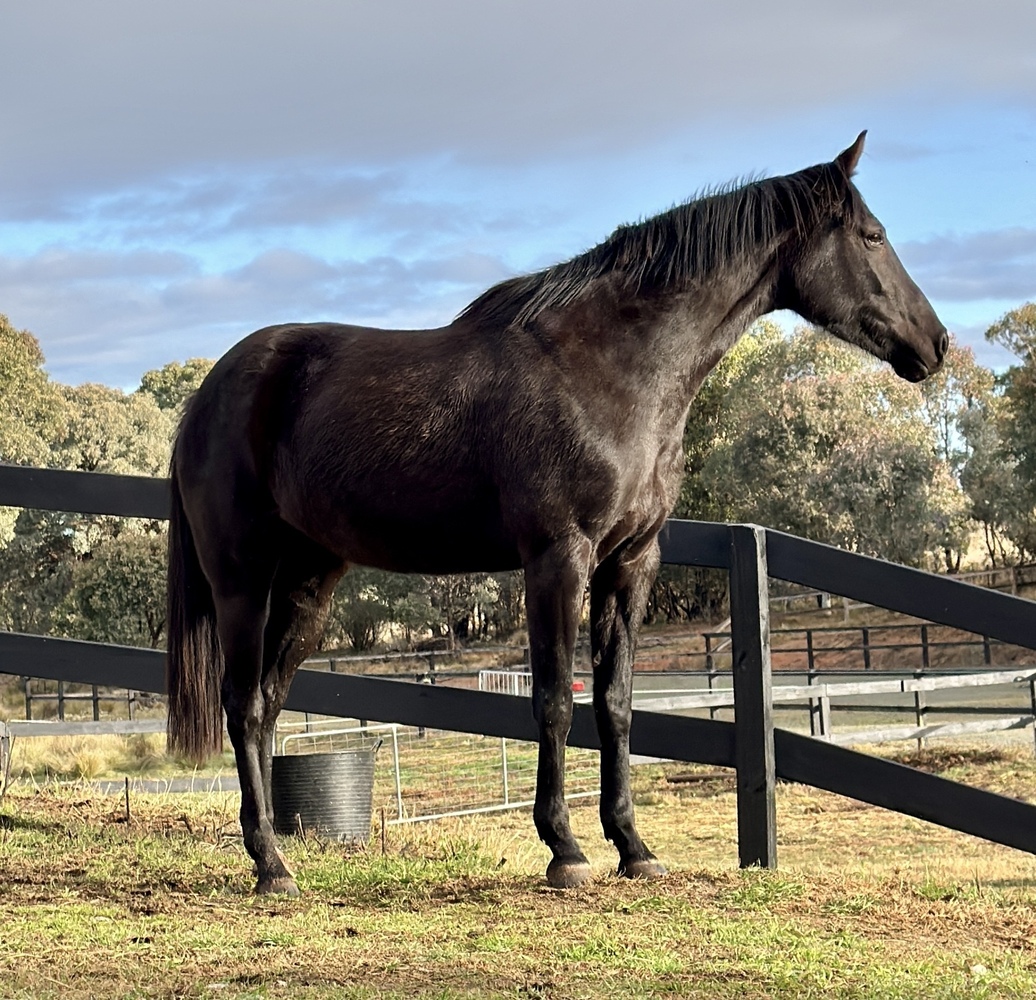 Loving Affectionate Black Liberty Trained Mare Breeding horses