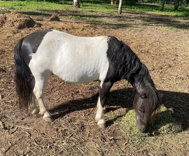 Mother's Dream for Kids Show horses Horse for sale in Nerang QLD