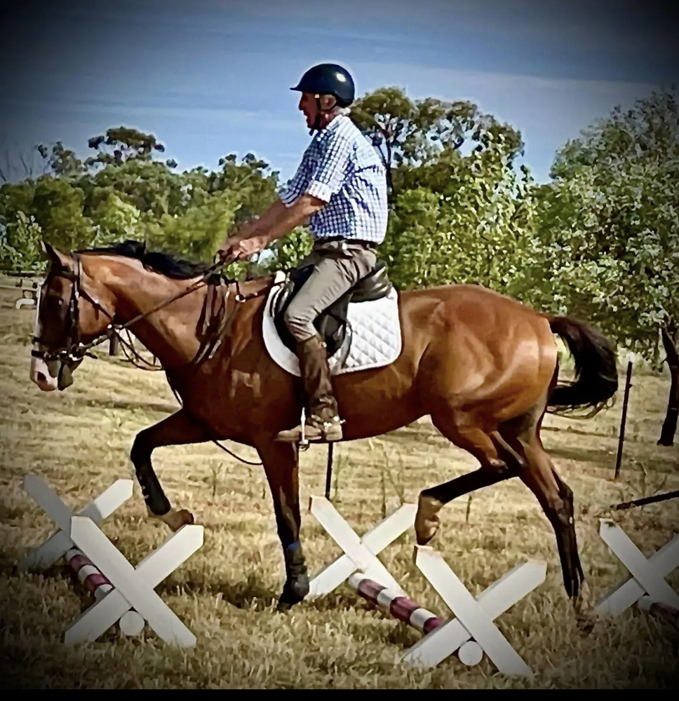 Quiet Gentleman Dressage horses Horse for sale in Narrabri NSW