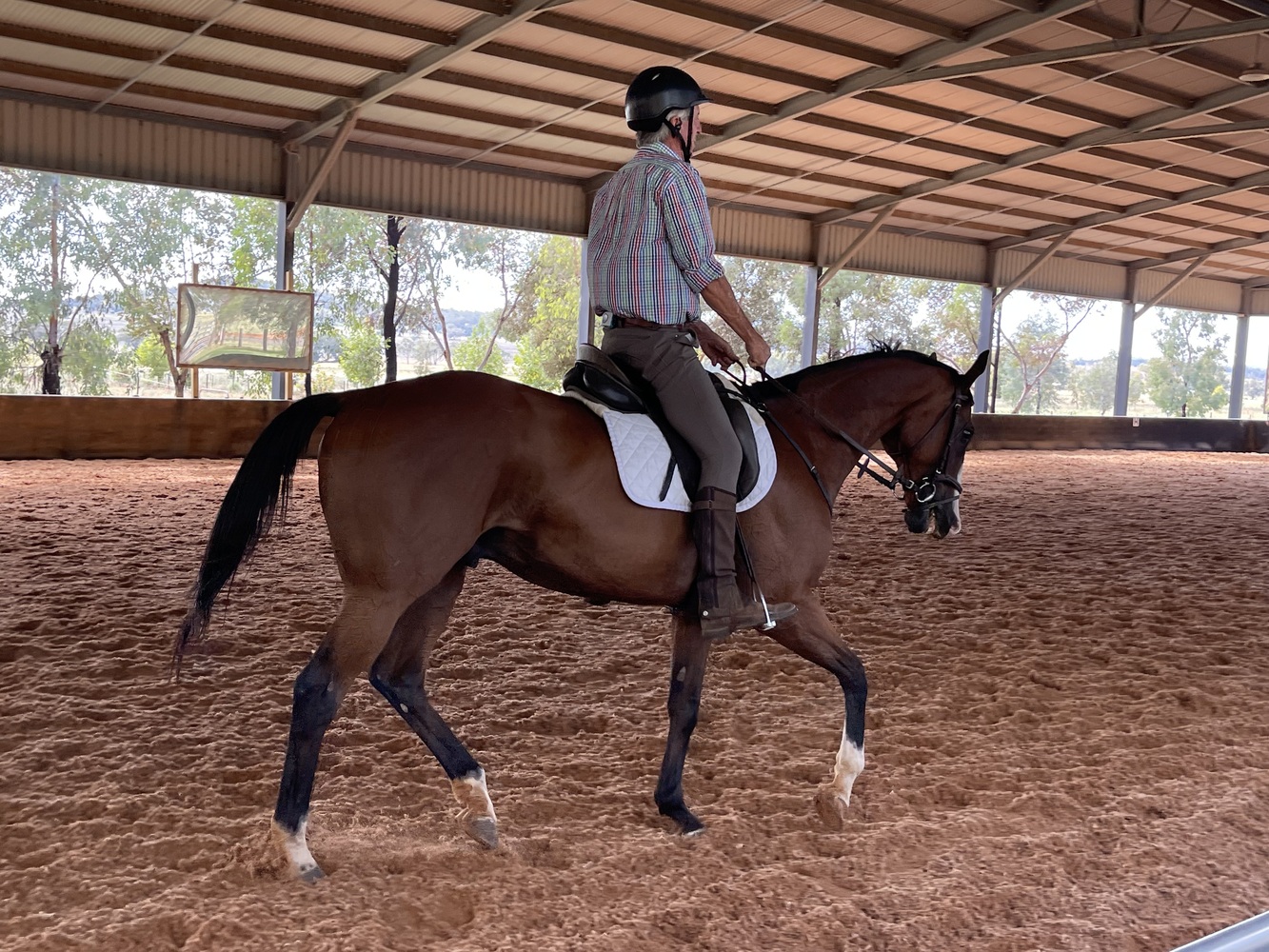 Quiet Gentleman Dressage horses Horse for sale in Narrabri NSW