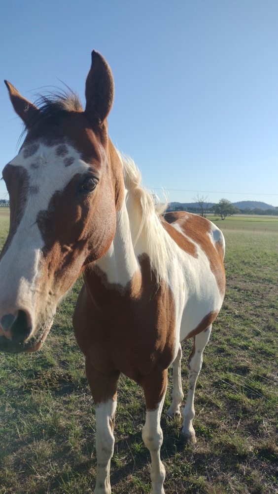 Paint Horse (Rascal) Allrounder horses Horse for sale in Gulgong