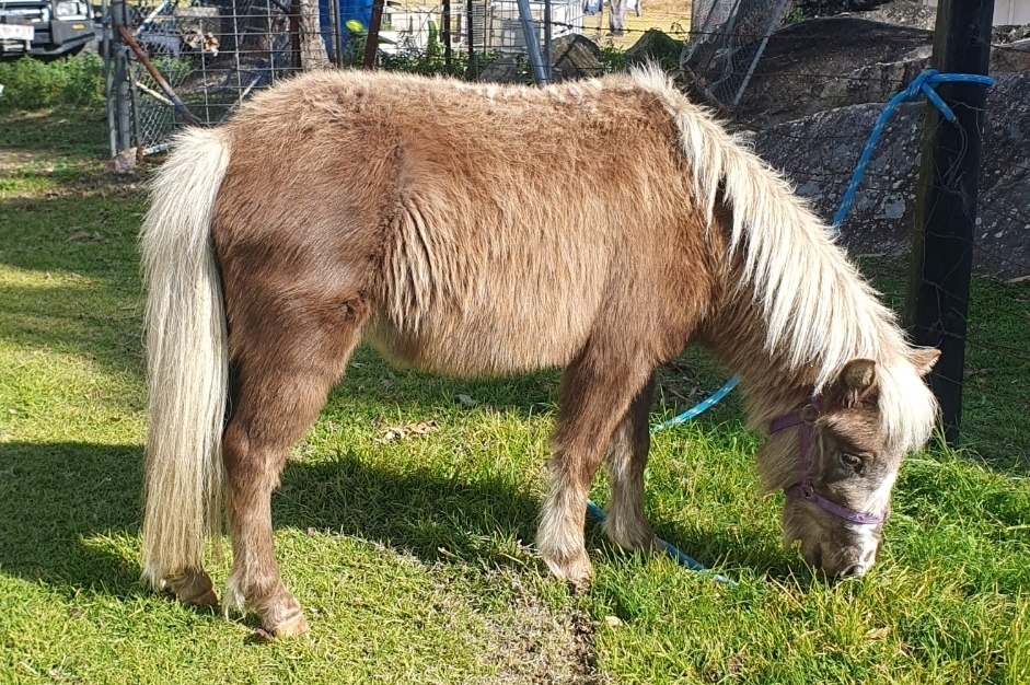 Silver Taffy Filly Project Horse for sale in Brisbane QLD Horse Deals