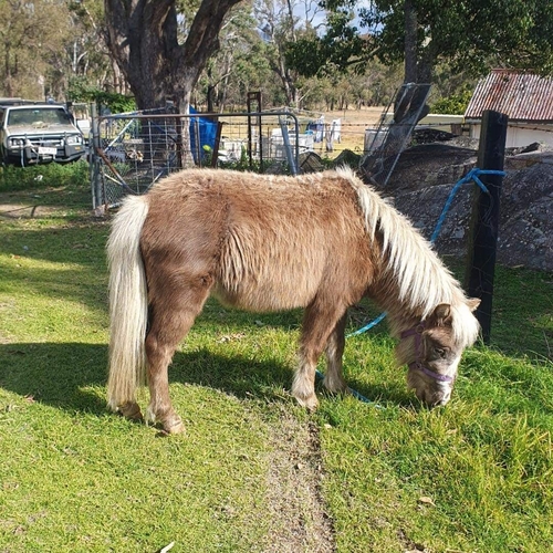 Silver Taffy Filly Project Horse for sale in Brisbane QLD Horse Deals