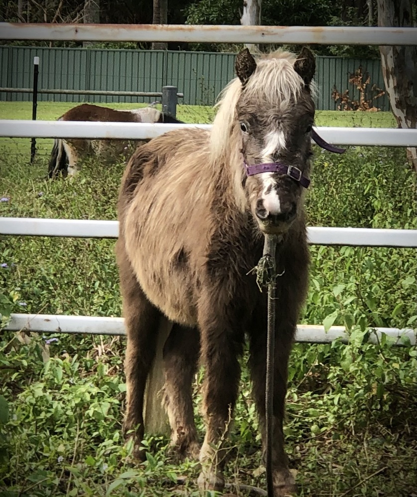 Silver Taffy Filly Project Horse for sale in Brisbane QLD Horse Deals