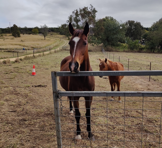 Free to good home Off the Track horses Horse for sale in Gatton QLD
