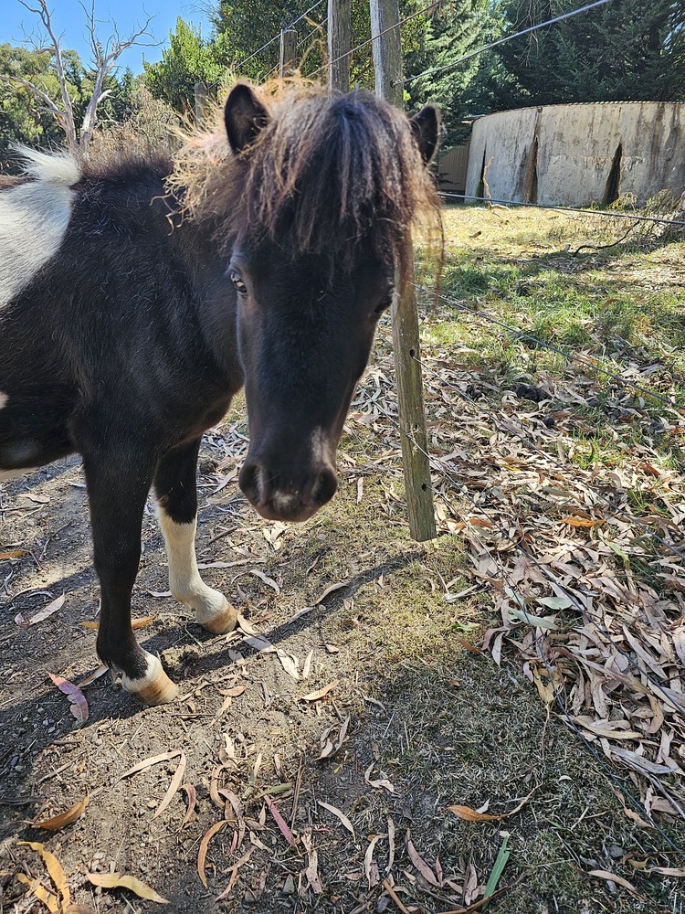 Grumpy Companion horses Horse for sale in Kilmore VIC Horse Deals