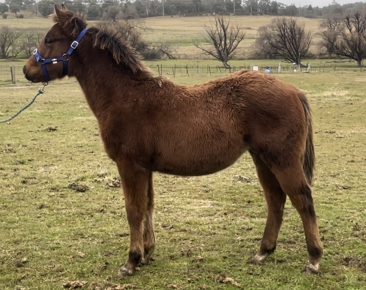 Tessa, Just Shameless Allrounder horses Horse for sale in Armidale
