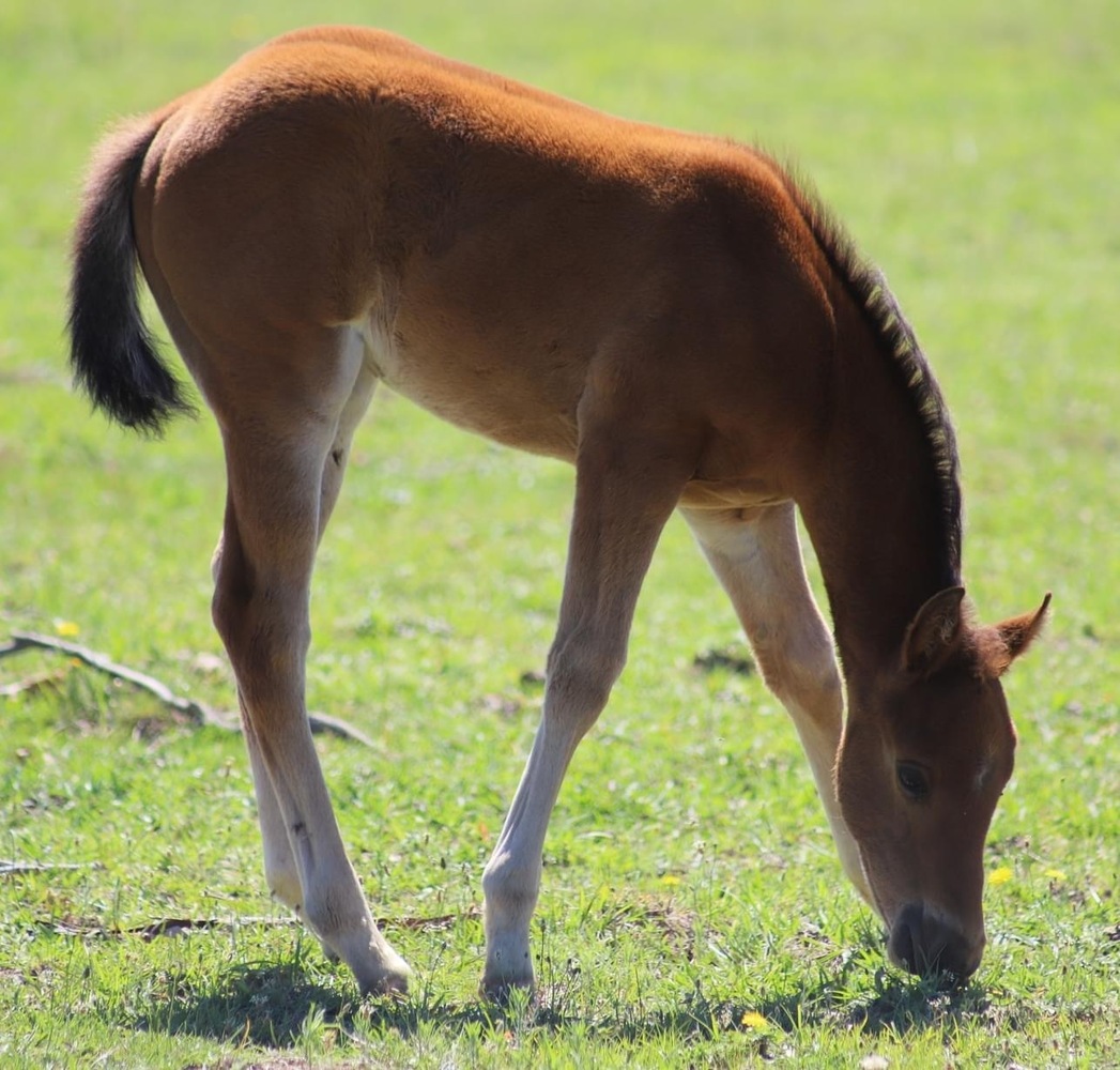 Tessa, Just Shameless Allrounder horses Horse for sale in Armidale