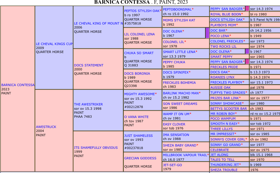 Tessa, Just Shameless Allrounder horses Horse for sale in Armidale