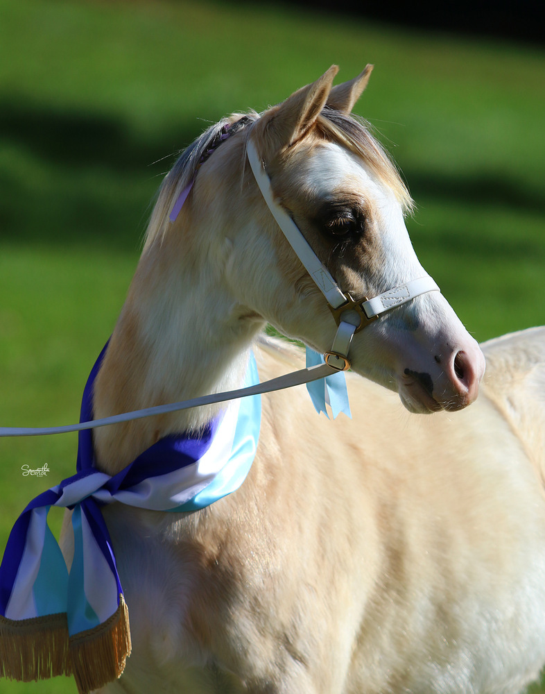 Pally gelding Welsh A Show horses Horse for sale in Kilmore VIC