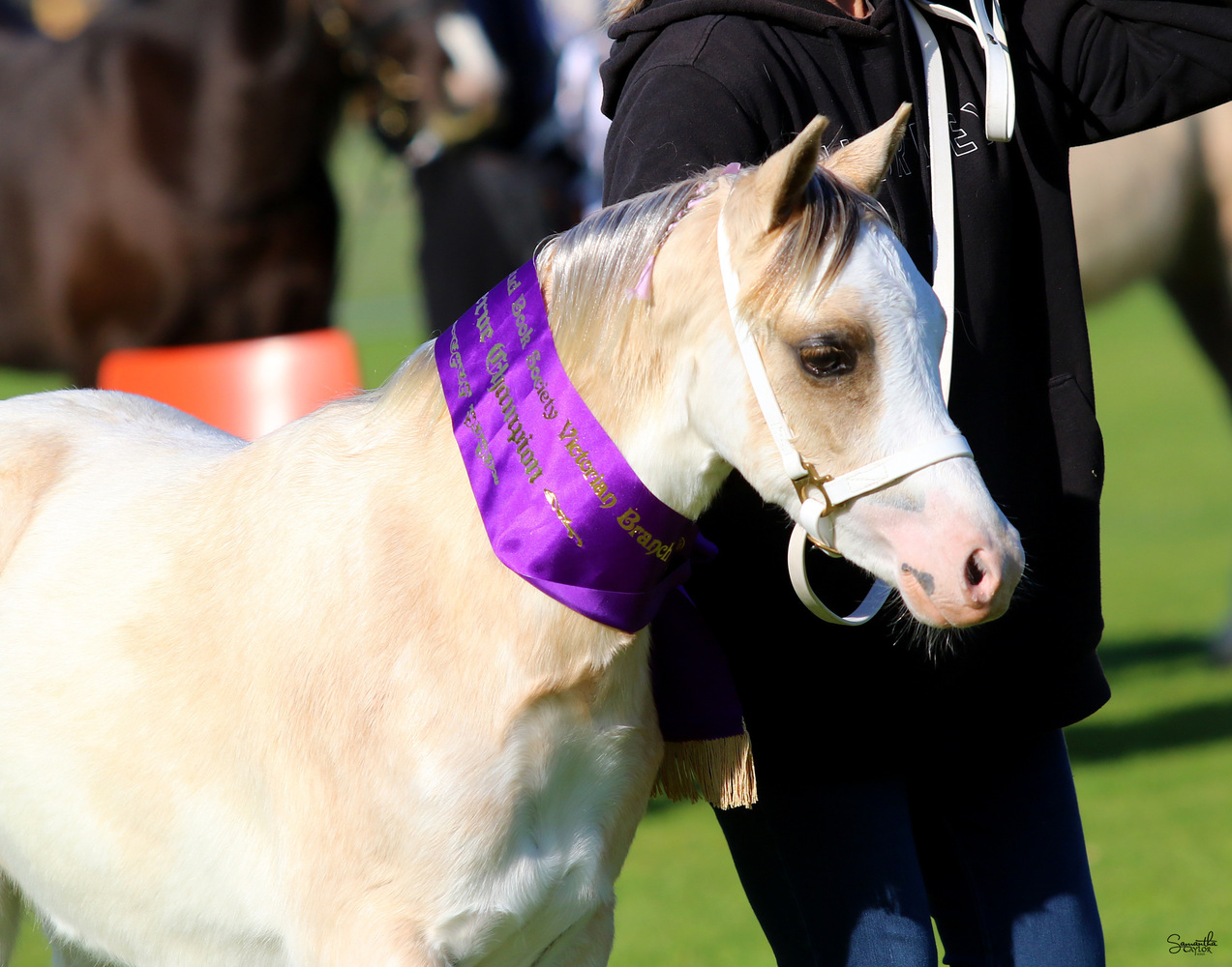 Pally gelding Welsh A Show horses Horse for sale in Kilmore VIC