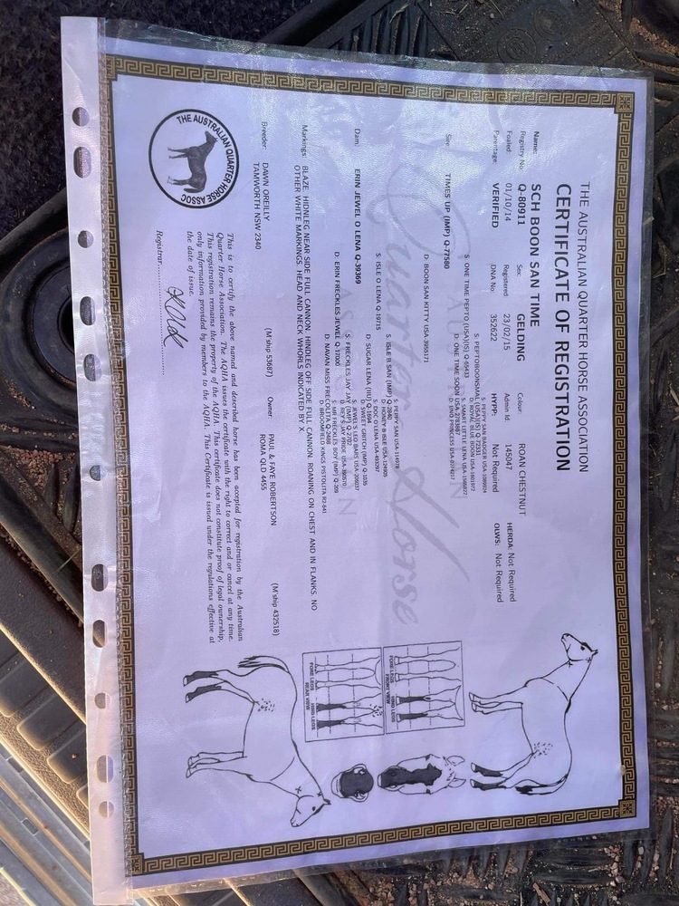 SCH BOON SAN TIME (aka Flynn) Campdrafting horses Horse for sale in