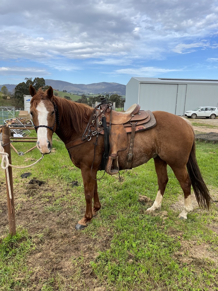 SCH BOON SAN TIME (aka Flynn) Campdrafting horses Horse for sale in
