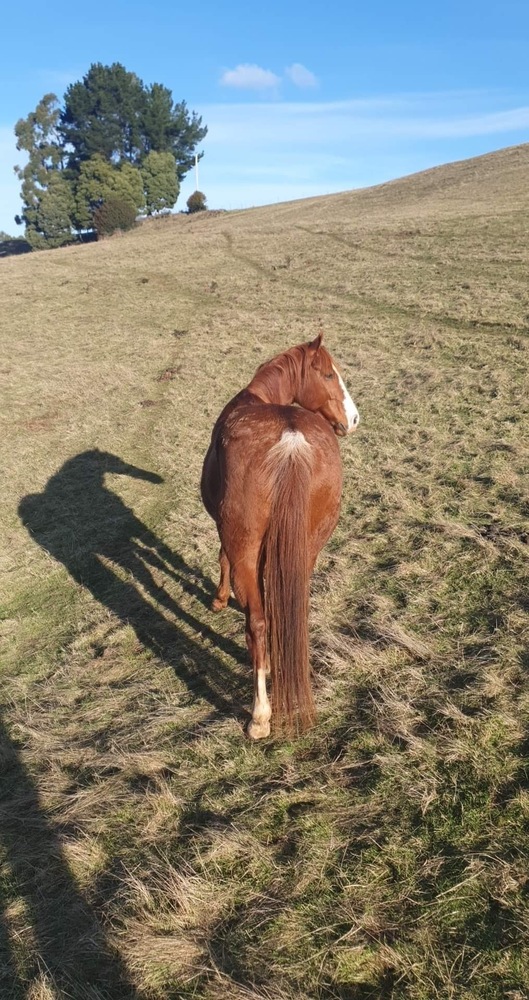 SCH BOON SAN TIME (aka Flynn) Campdrafting horses Horse for sale in