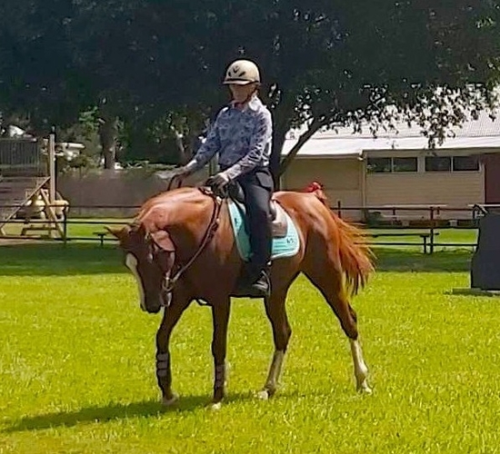 Anglo Mare 9 year Allrounder horses Horse for sale in Coffs Harbour