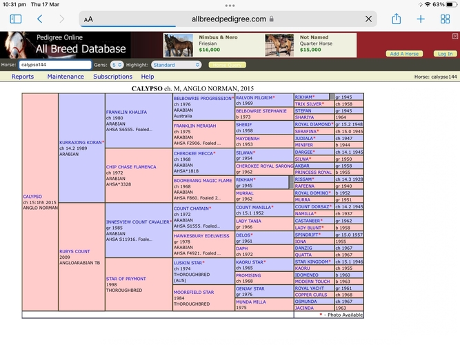Anglo Mare 9 year Allrounder horses Horse for sale in Coffs Harbour