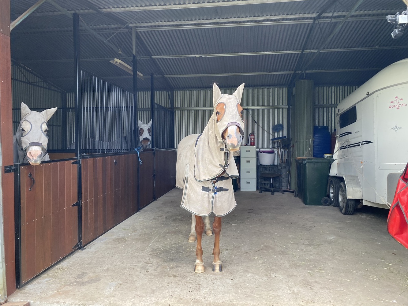 Anglo Mare 9 year Allrounder horses Horse for sale in Coffs Harbour