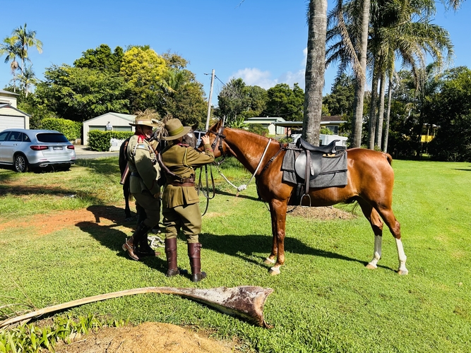 Anglo Mare 9 year Allrounder horses Horse for sale in Coffs Harbour