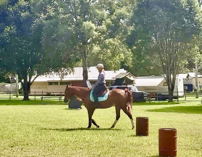 Anglo Mare 9 year Allrounder horses Horse for sale in Coffs Harbour Jetty NSW Horse Deals