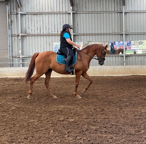 Anglo Mare 9 year Allrounder horses Horse for sale in Coffs Harbour Jetty NSW Horse Deals