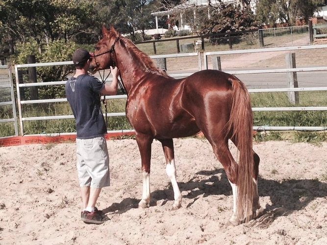 Anglo Mare 9 year Allrounder horses Horse for sale in Coffs Harbour