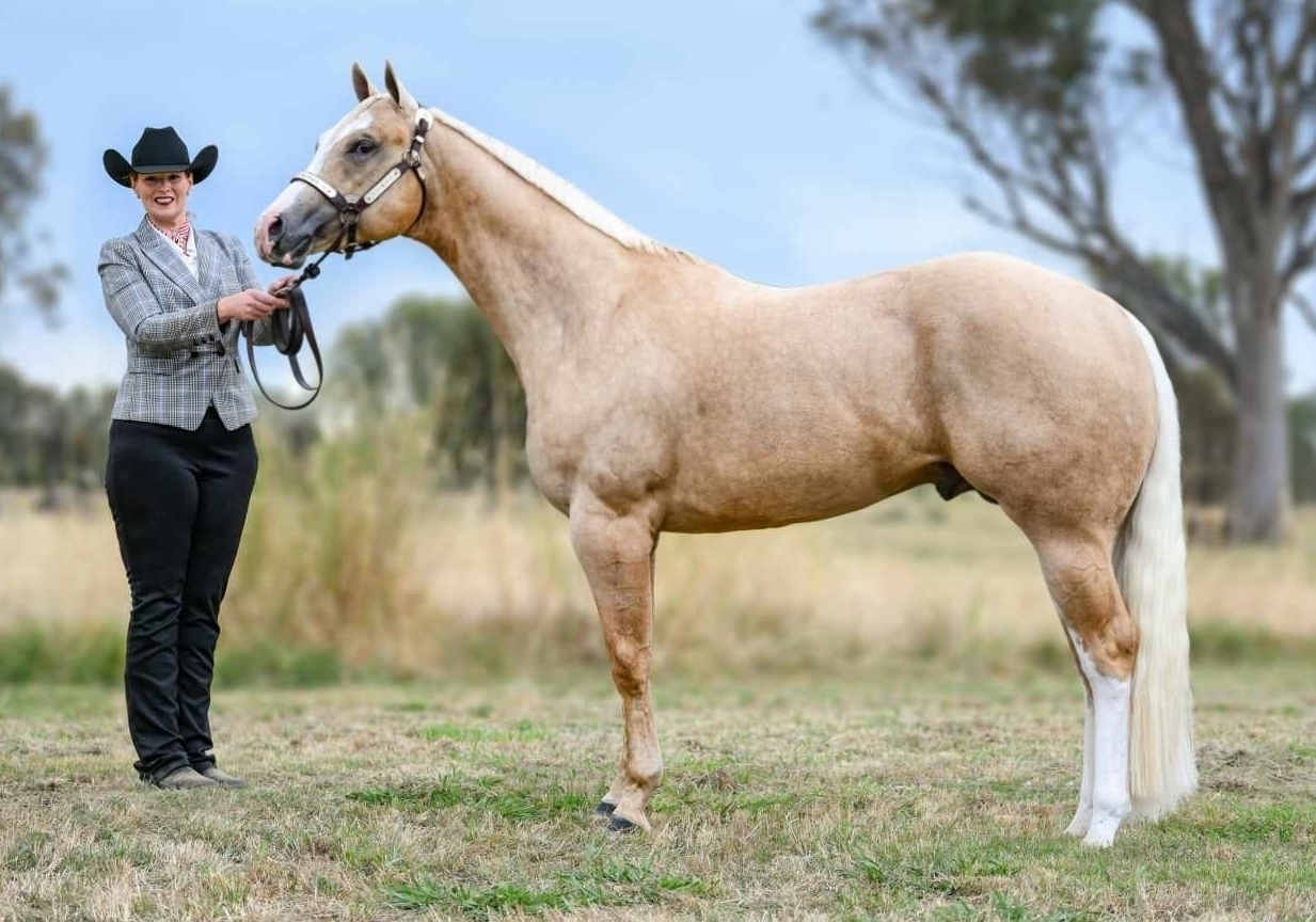 Hot N Vegas Stallion Services for sale in Riddells Creek VIC Horse
