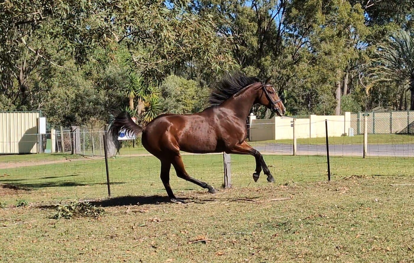 Stunning TB Mare Breed or Ride Allrounder horses Horse for sale