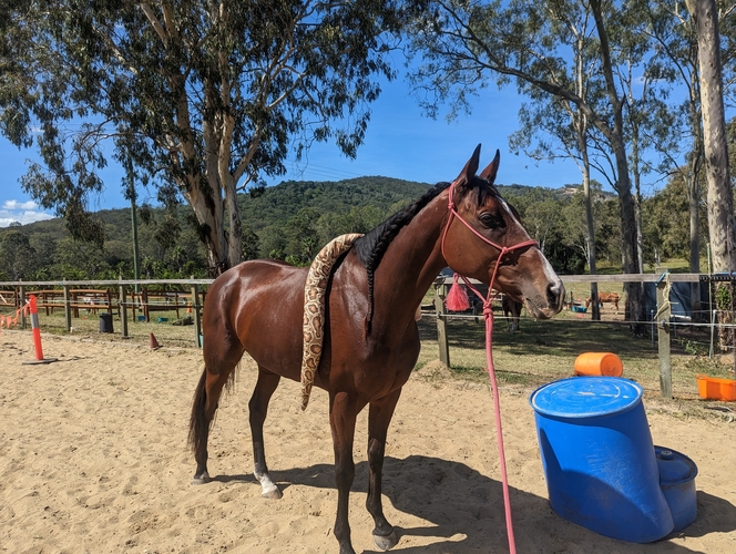 Stunning TB Mare Breed or Ride Allrounder horses Horse for sale