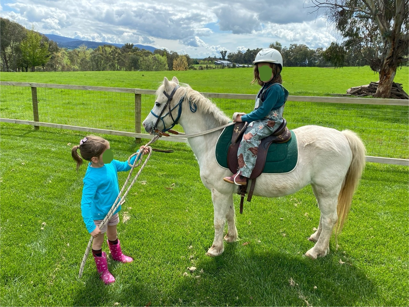 Welsh Pony Pony Club horses Horse for sale in Yackandandah VIC