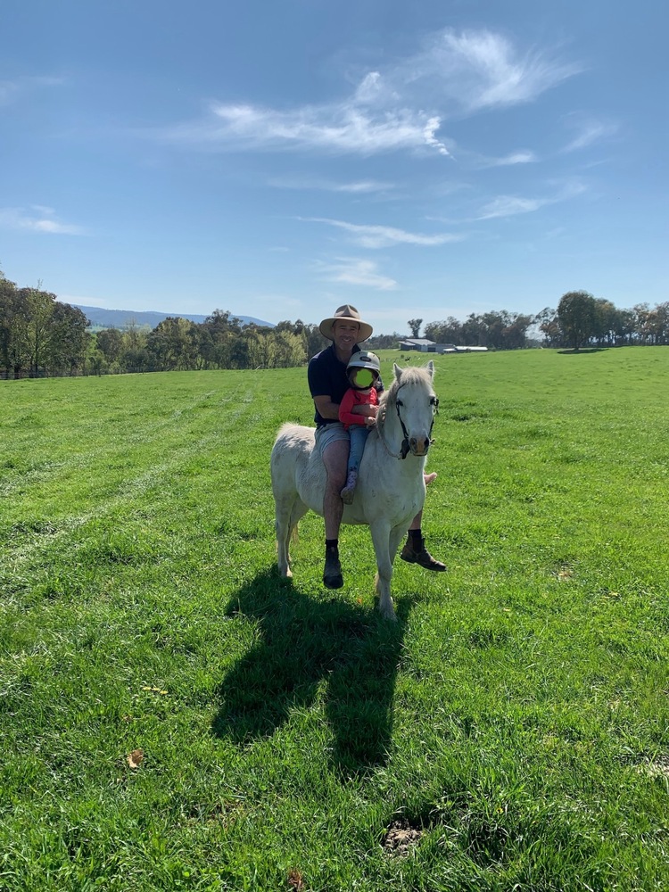 Welsh Pony Pony Club horses Horse for sale in Yackandandah VIC