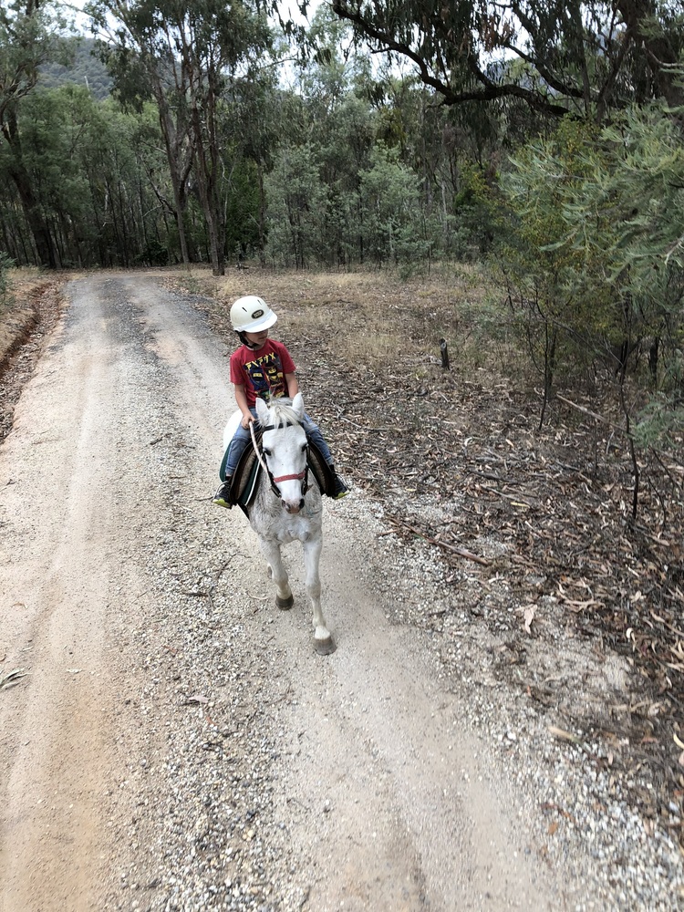 Welsh Pony Pony Club horses Horse for sale in Yackandandah VIC