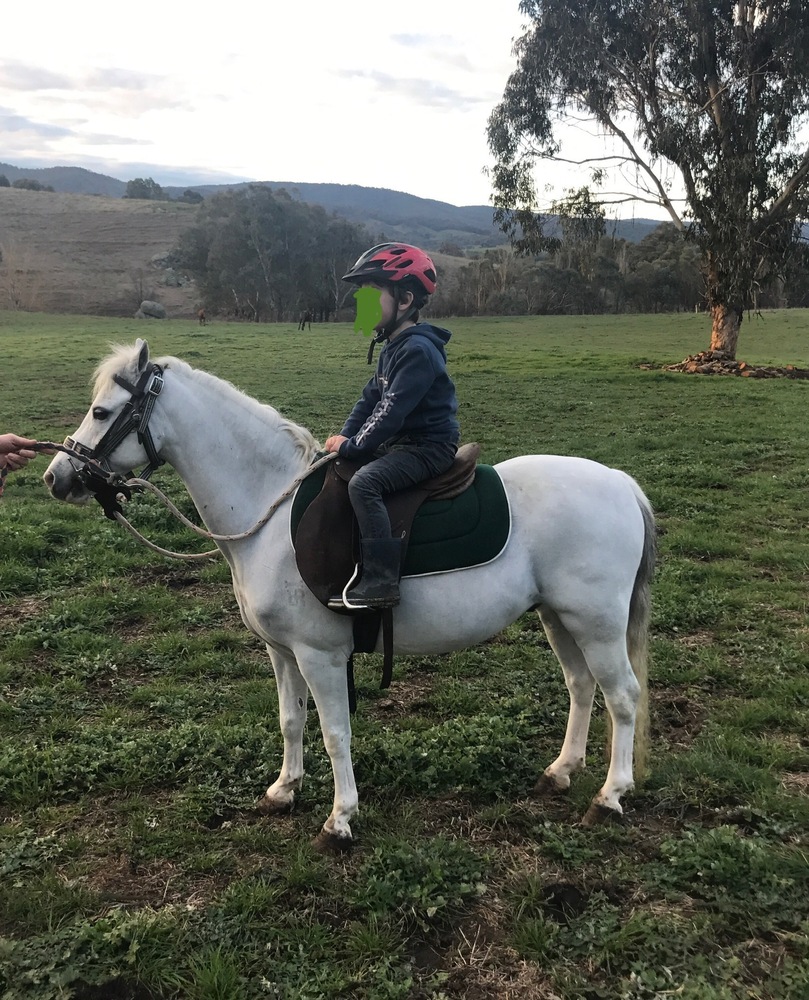 Welsh Pony Pony Club horses Horse for sale in Yackandandah VIC