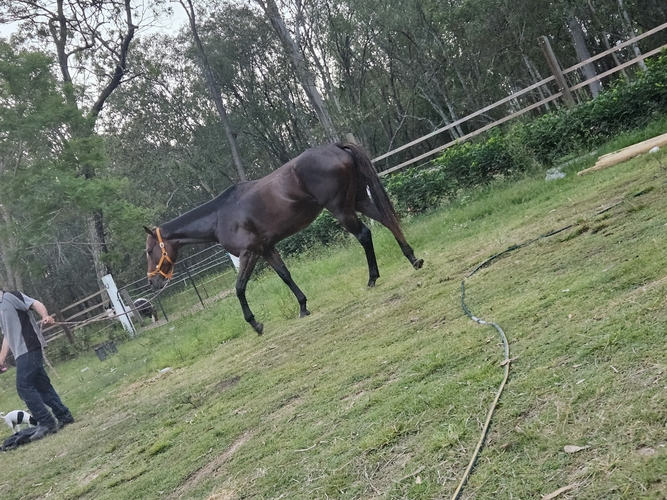 Ott mare Breeding horses Horse for sale in Jimboomba QLD Horse Deals