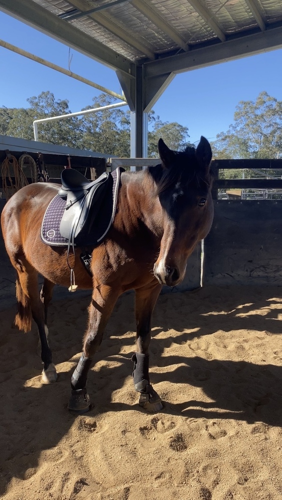 Rascal, OTTB Allrounder horses Horse for sale in Wyong Creek NSW