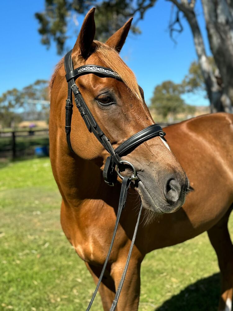 Warmblood x Connemara mare Dressage horses Horse for sale in Jimboomba QLD Horse Deals