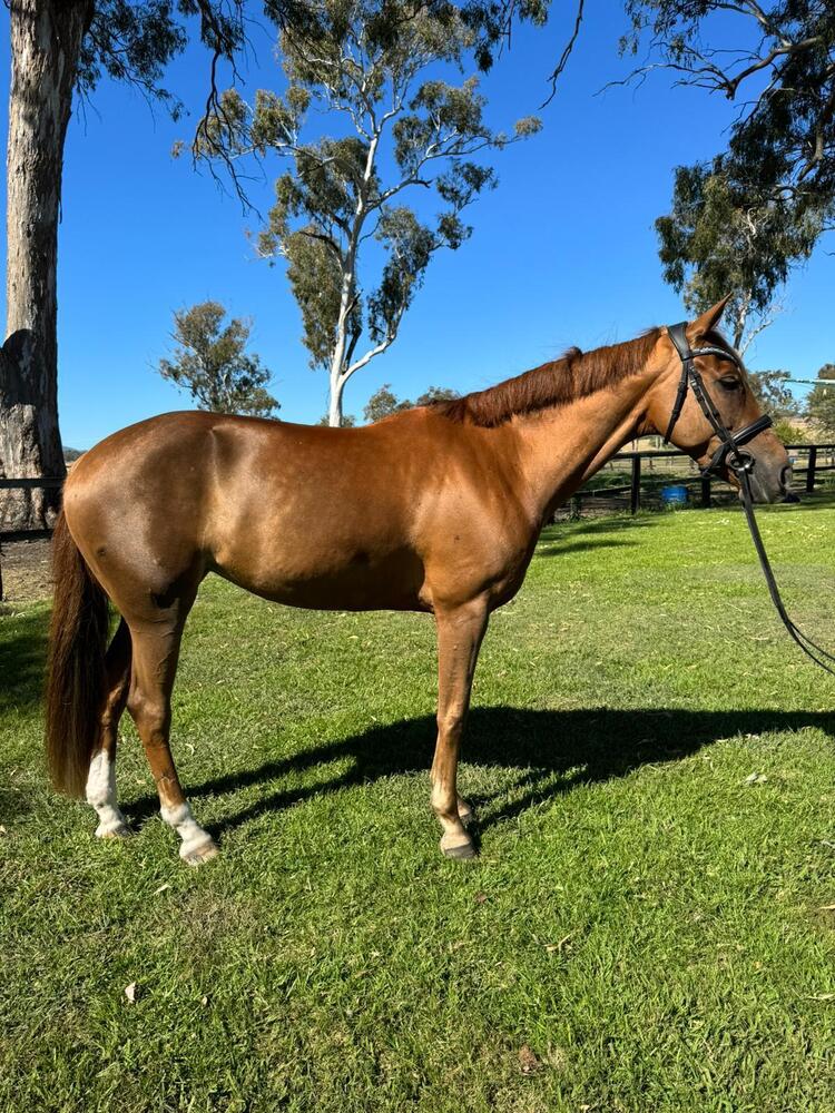 Warmblood x Connemara mare Dressage horses Horse for sale in
