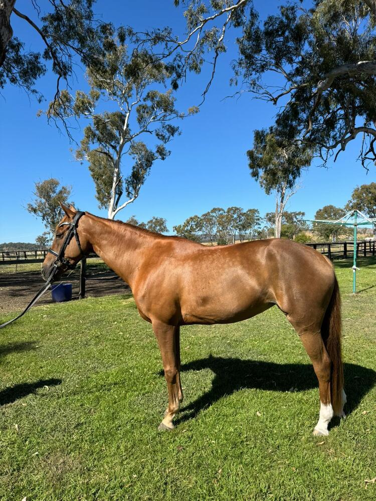 Warmblood x Connemara mare Dressage horses Horse for sale in