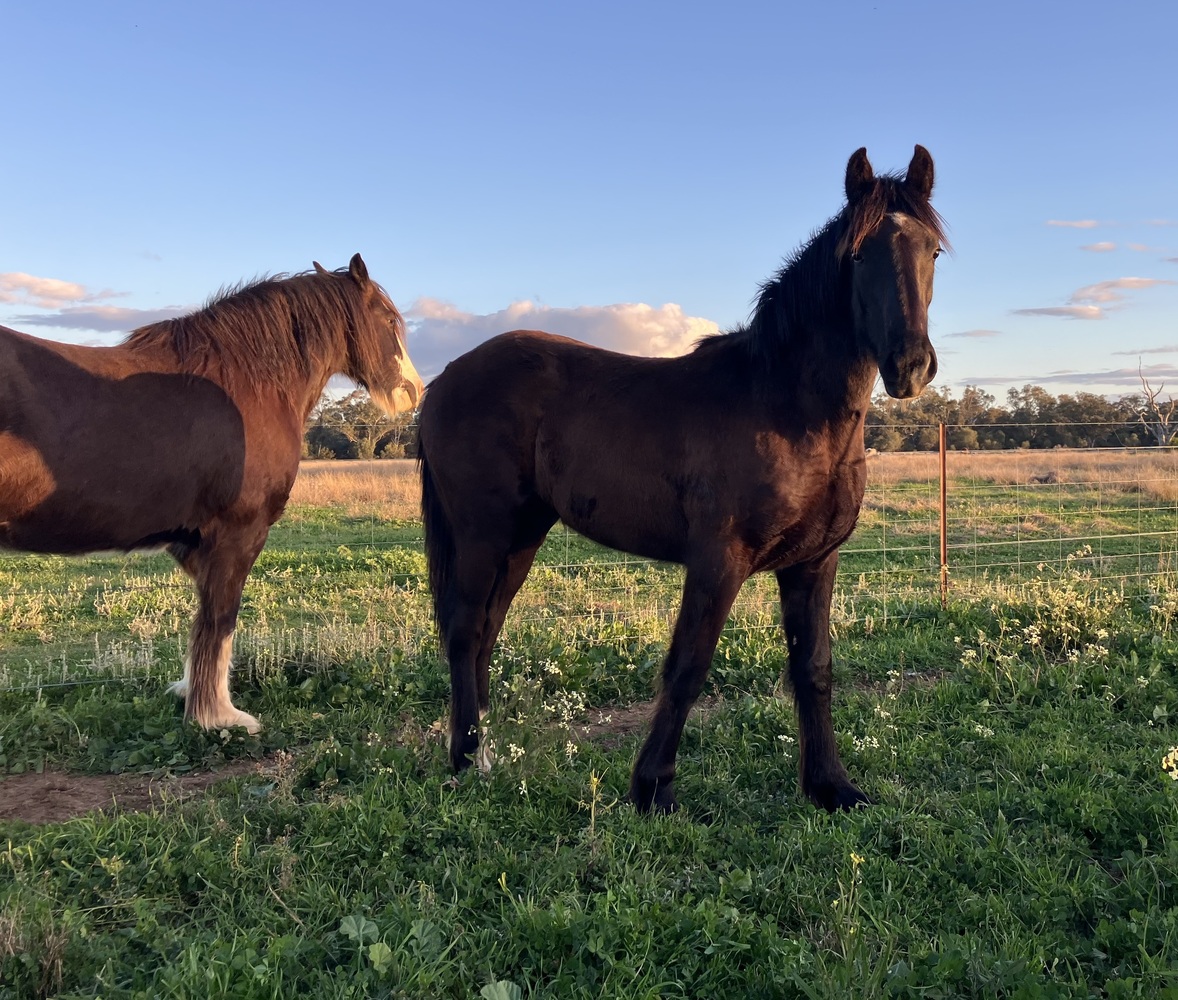 Clydie x Weanling Harness horses Horse for sale in Gulargambone NSW