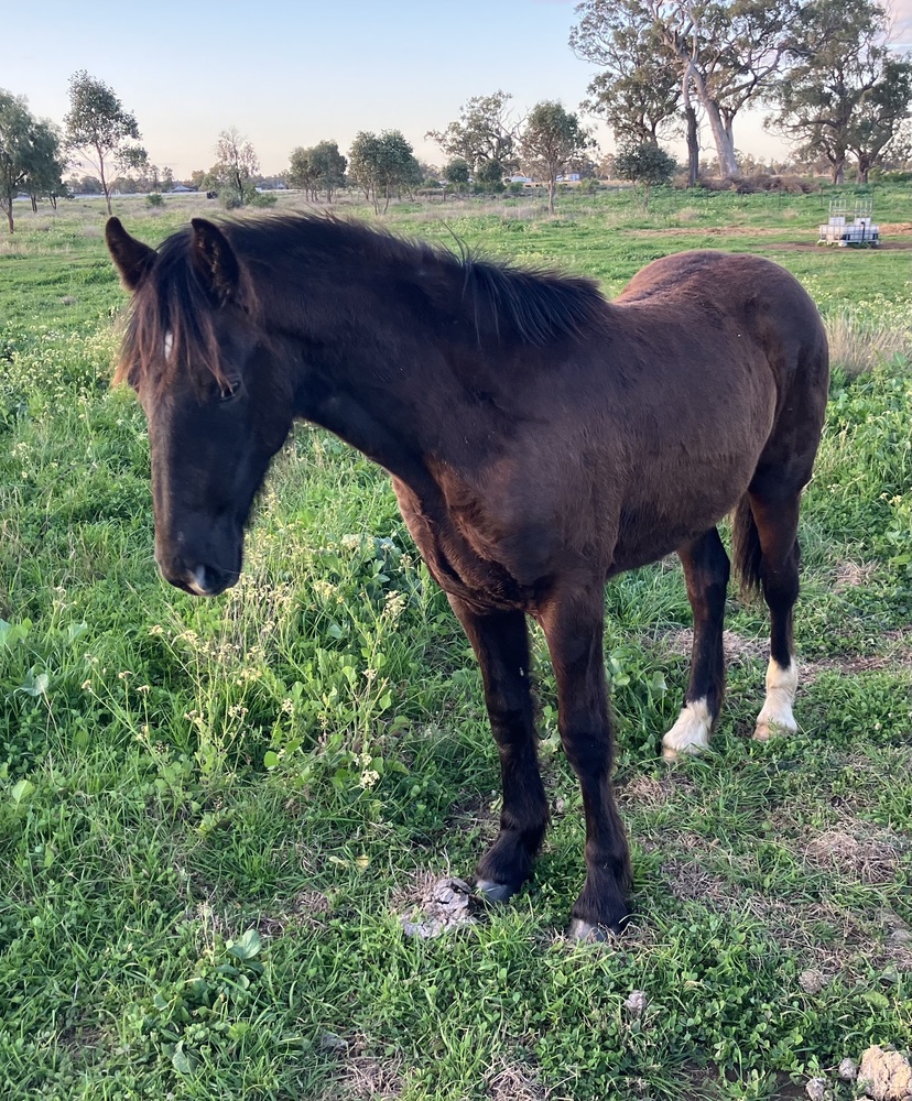 Clydie x Weanling Harness horses Horse for sale in Gulargambone NSW