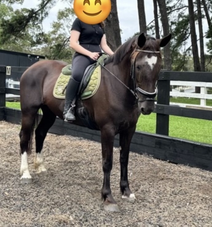 Clydie X Allrounder Dressage horses Horse for sale in Dural NSW Horse Deals