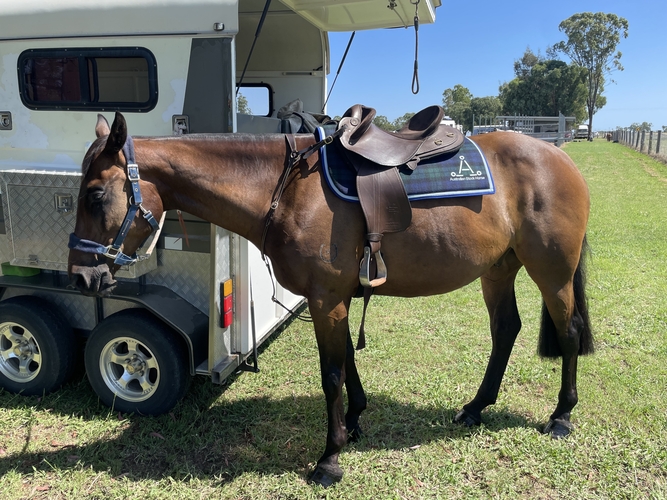Kellars Chad reg ASH campdrafter/ show gelding Campdrafting horses