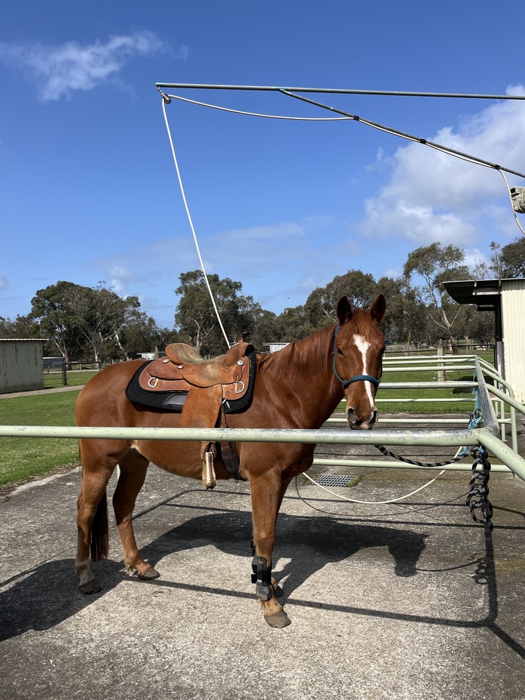 (Django) quarter horse gelding Allrounder horses Horse for sale in