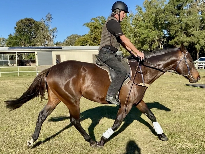 "Sheikh" 2016 TB Stallion Allrounder horses Horse for sale in
