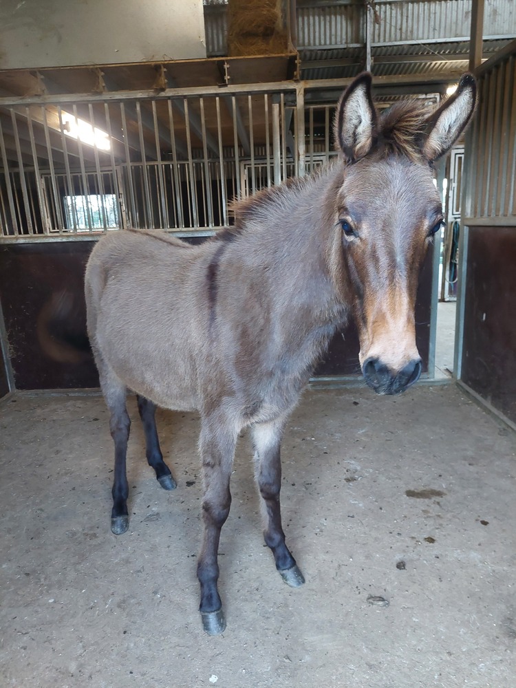Mule Trail Riding horses Horse for sale in Riddells Creek